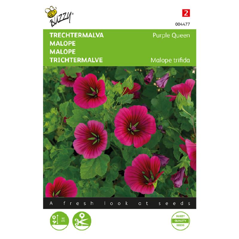 Buzzy® Malope Purple Queen