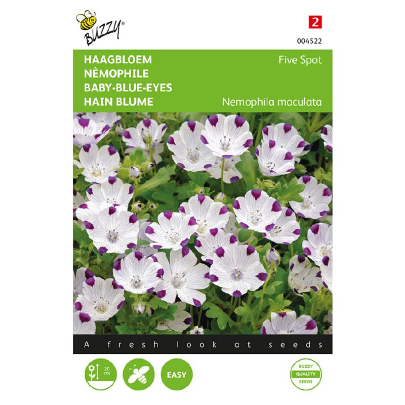 Buzzy® Nemophila, Haagbloem Five spot
