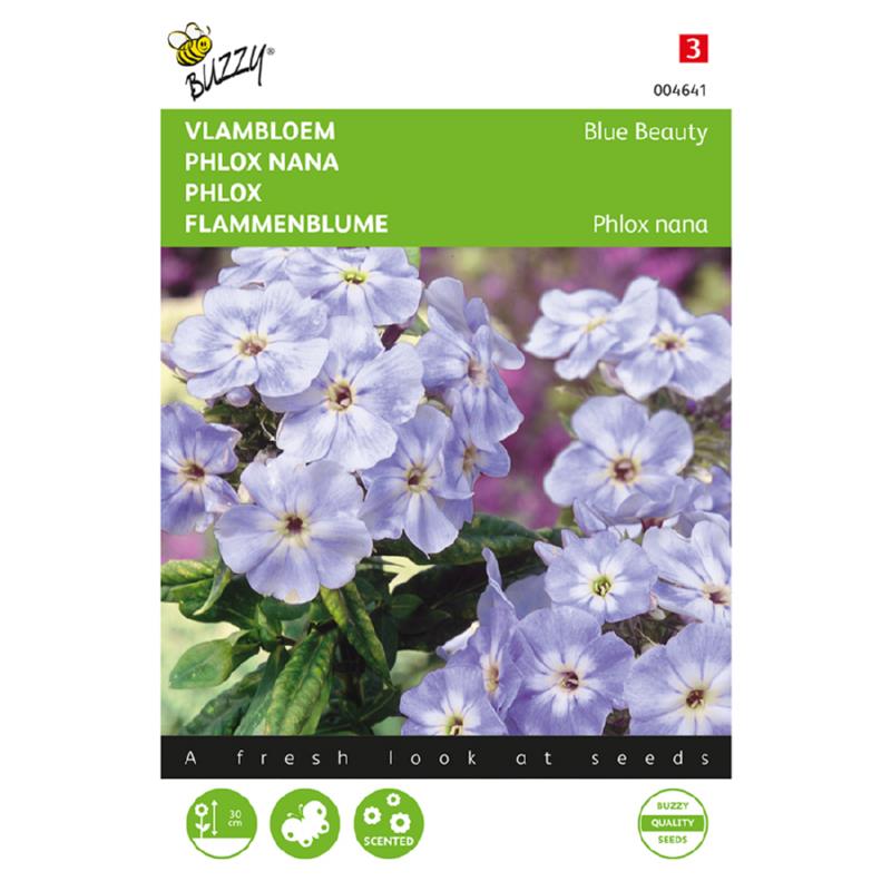 Buzzy® Phlox Blue Beauty