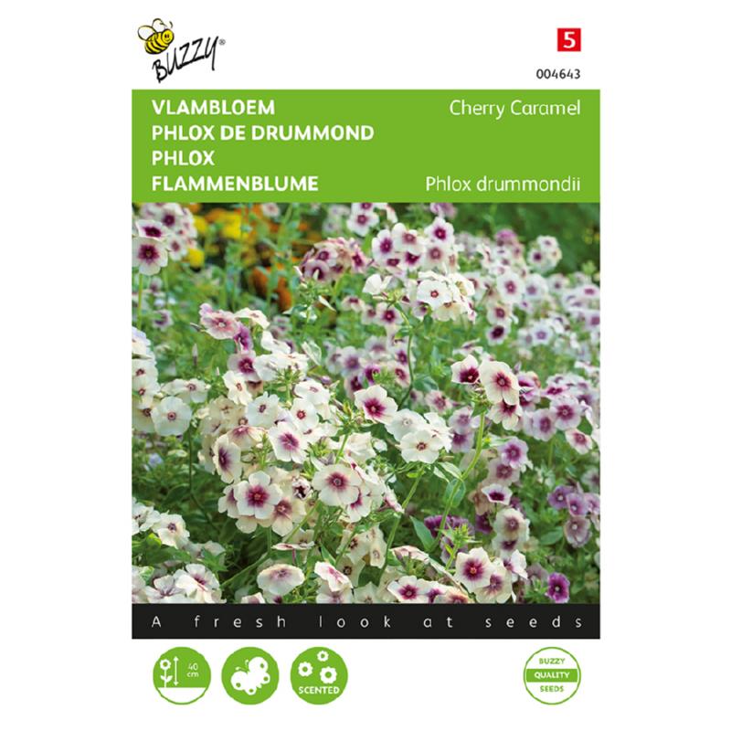 Buzzy® Phlox Cherry Caramel