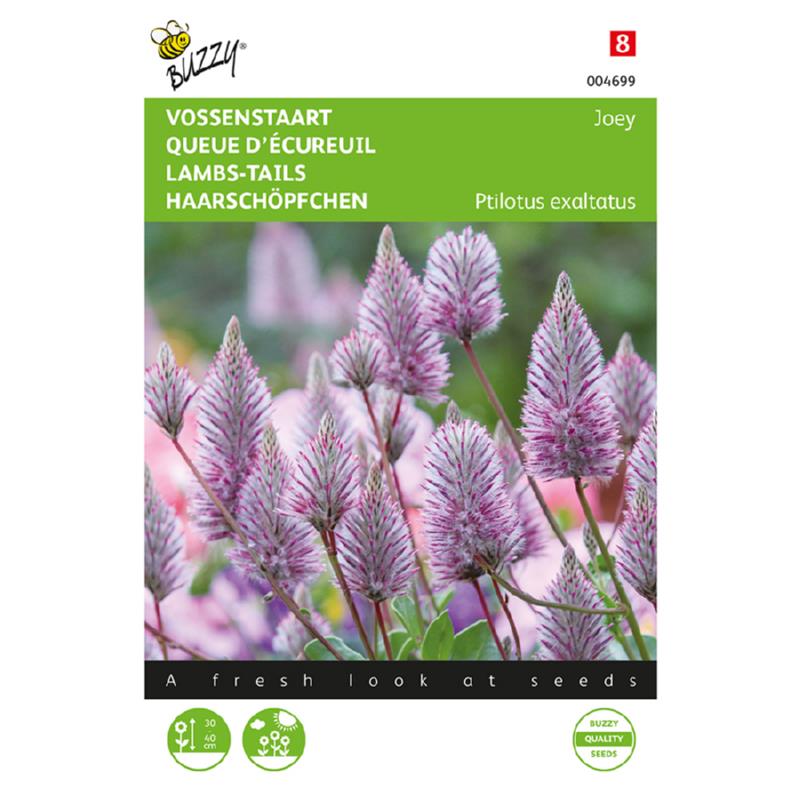 Buzzy® Ptilotus, Lambs-Tails Joey