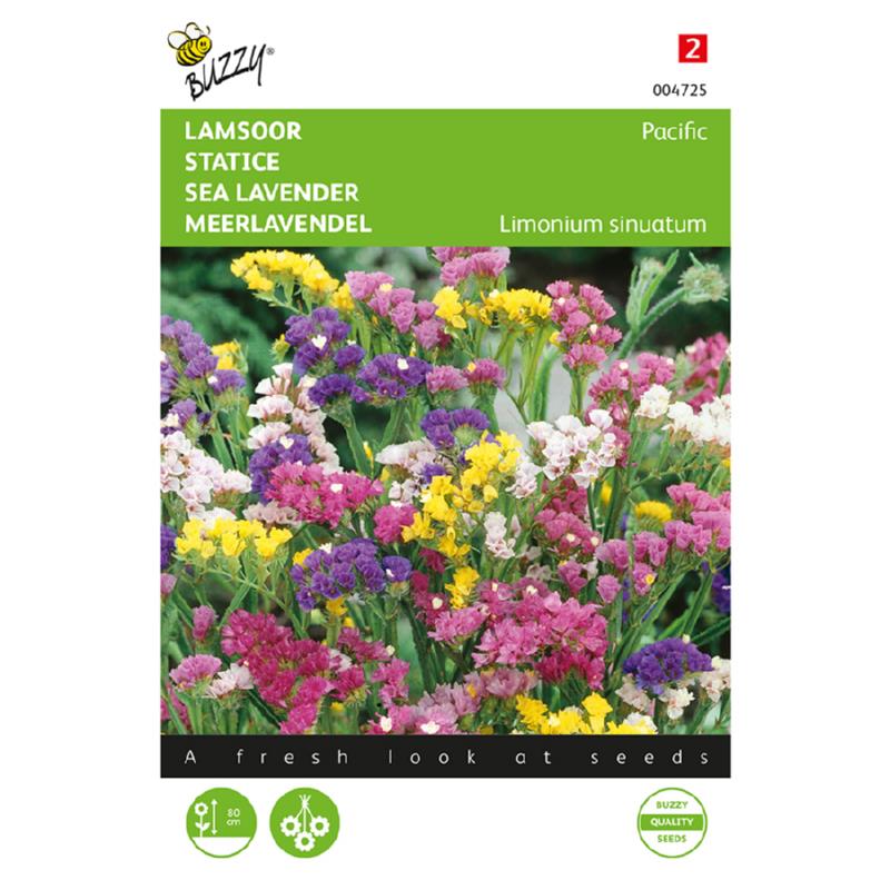 Buzzy® Limonium, Lamsoor Pacific gemengd