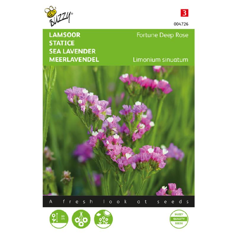 Buzzy® Sea Lavender Fortune Deep Rose