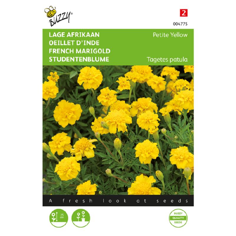 Buzzy® Tagetes, lage Afrikaan Petite Yellow