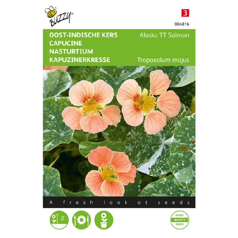 Buzzy® Nasturium Alaska TT Salmon