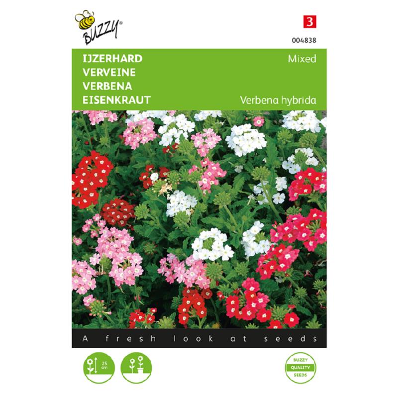 Buzzy® Verbena Dwarf mixed