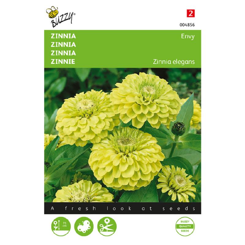 Buzzy® Zinnia Envy