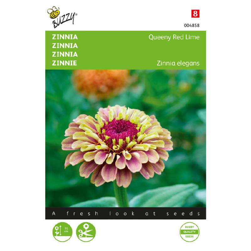 Buzzy® Zinnia Queeny Red Lime