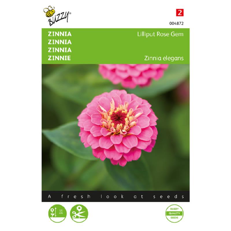 Buzzy® Zinnia Lilliput Rose Gem