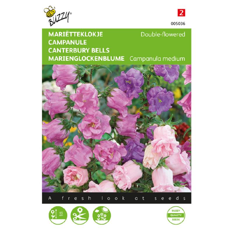 Buzzy® Campanula medium Double Mixed