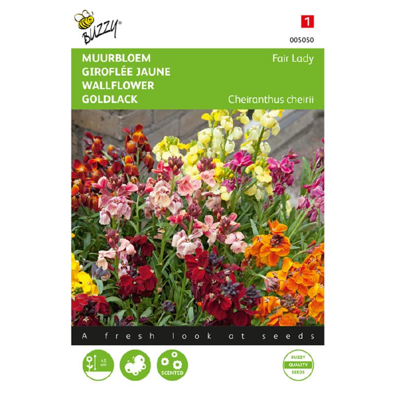 Buzzy® Wallflower Fair Lady, mixed