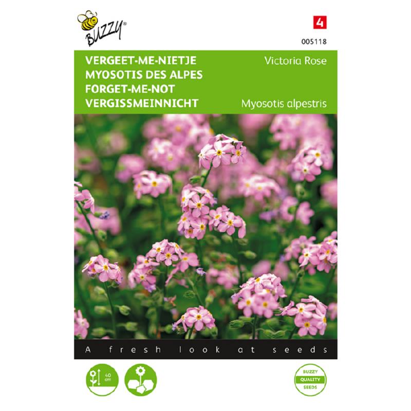 Buzzy® Forget-me-not Victoria Rose