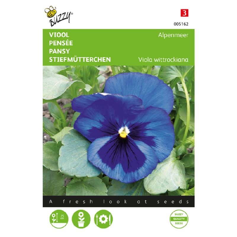 Buzzy® Pansy Swiss Giants, Blue with Blotch