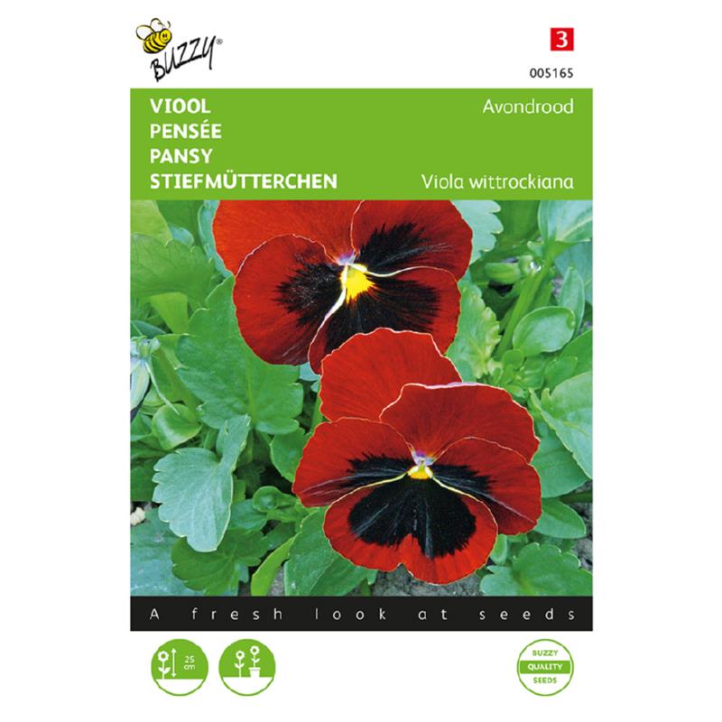 Buzzy® Pansy Alpenglow