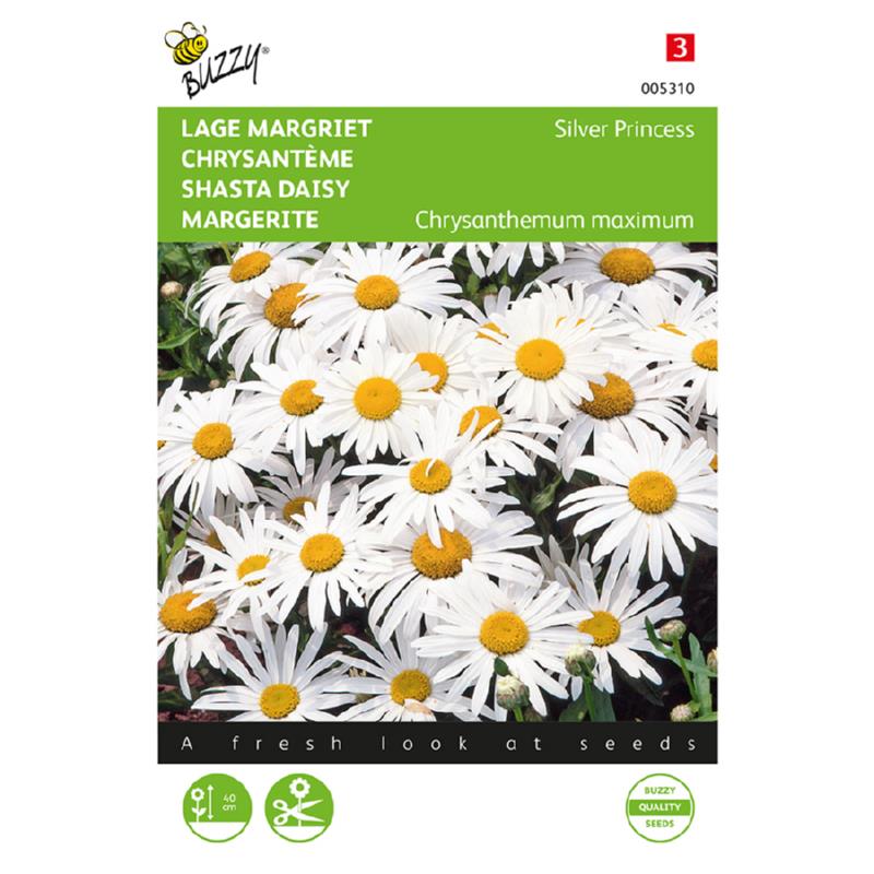 Buzzy® Shasta Daisy Silver Princess