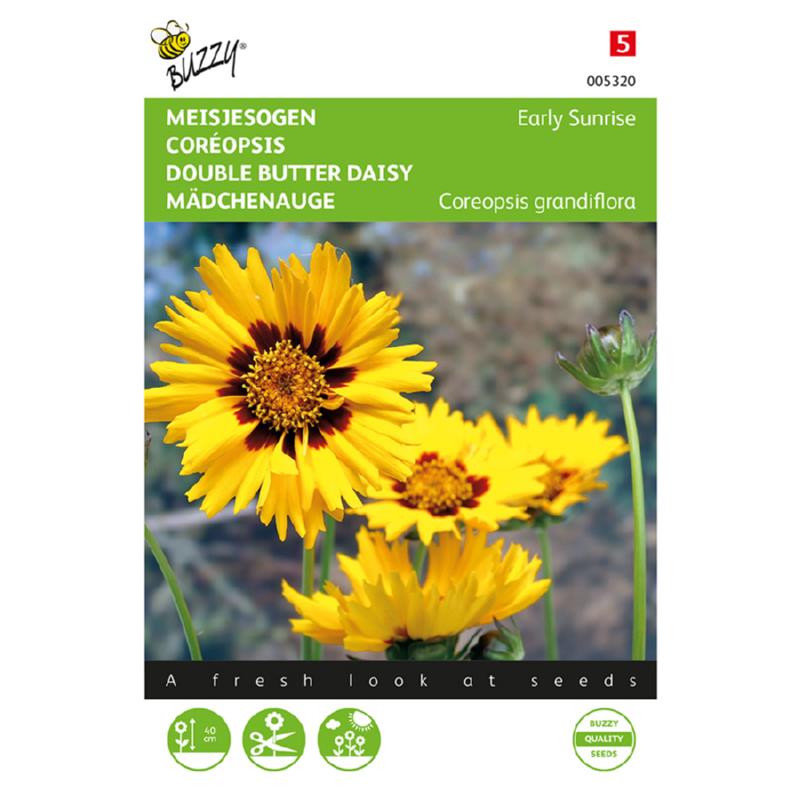 Buzzy® Coreopsis, Meisjesogen Early Sunrise
