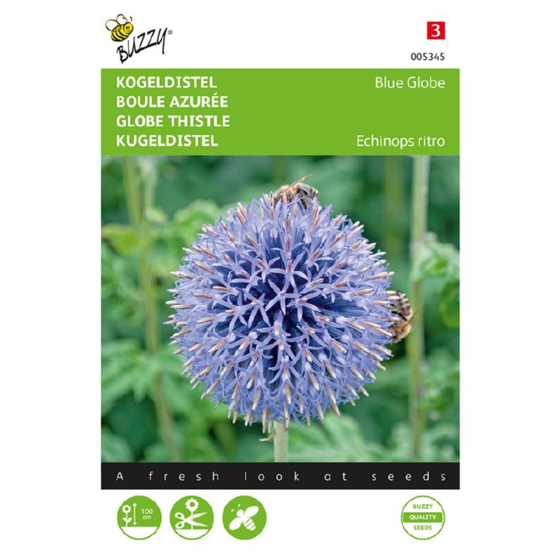 Buzzy® Globe Thistle Blue Globe