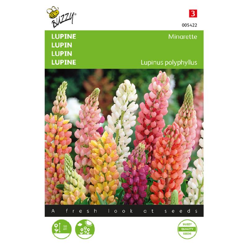 Buzzy® Lupin dwarf Minarette