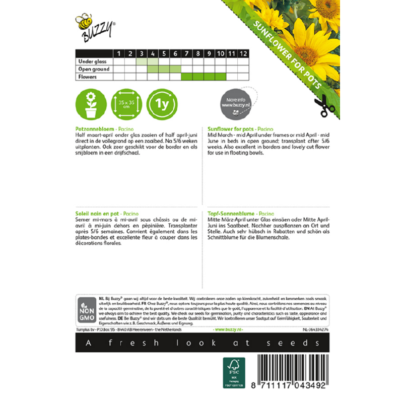 Buzzy® Dwarf sunflower for pots Pacino