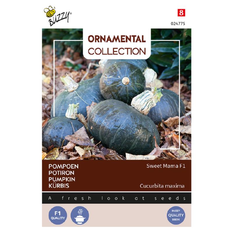 Buzzy® Ornamental, Pumpkin Sweet Mama F1