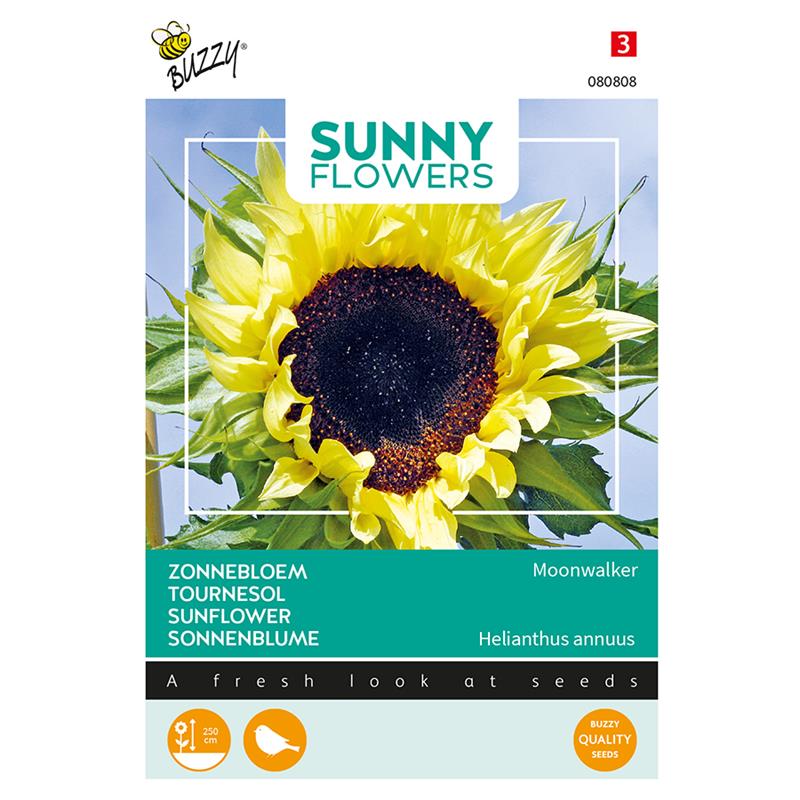 Buzzy® Sunny Flowers, Sunflower Moonwalker