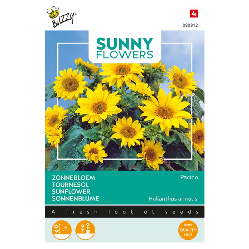 Buzzy® Sunny Flowers, Zonnebloem Pacino