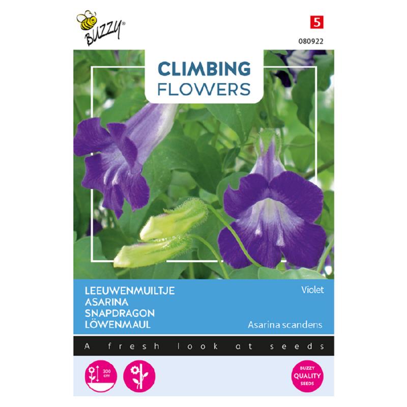 Buzzy® Climbing Flowers, Asarina Violet