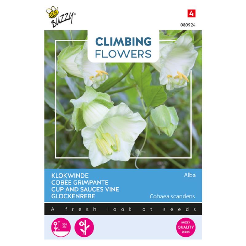 Buzzy® Climbing Flowers, Cobaea Alba white