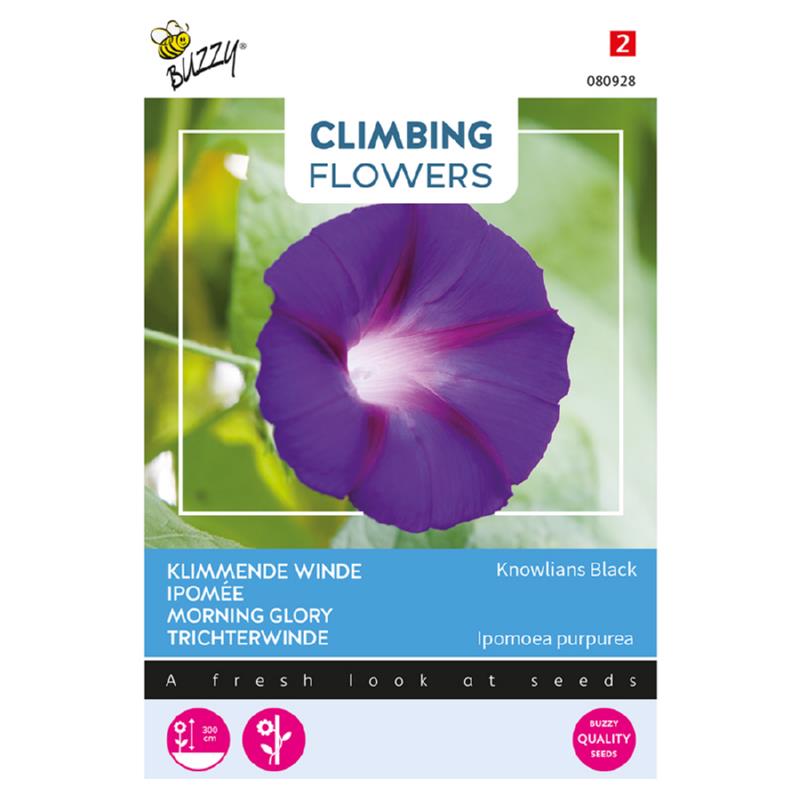 Buzzy® Climbing Flowers, Ipomoea Knowlians Black