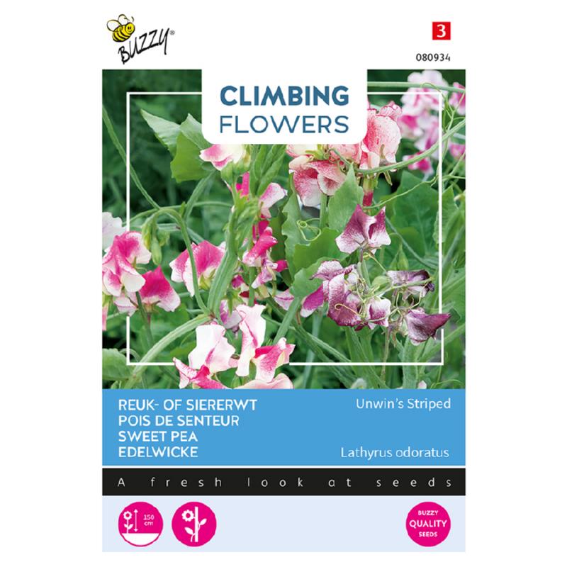 Buzzy® Climbing Flowers, Lathyrus Unwin's Striped