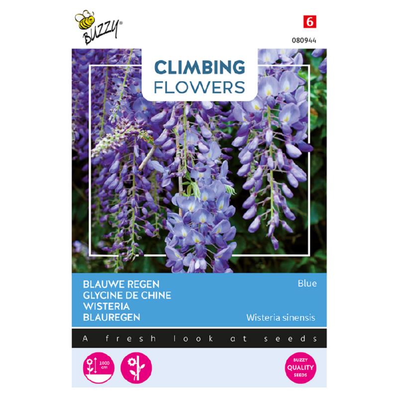 Buzzy® Climbing Flowers, Wisteria, Blauwe regen