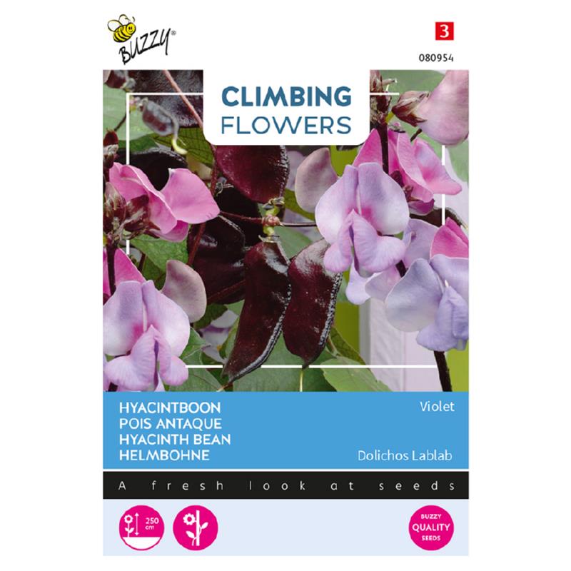 Buzzy® Climbing Flowers, Dolichos lablab, hyacinth bean