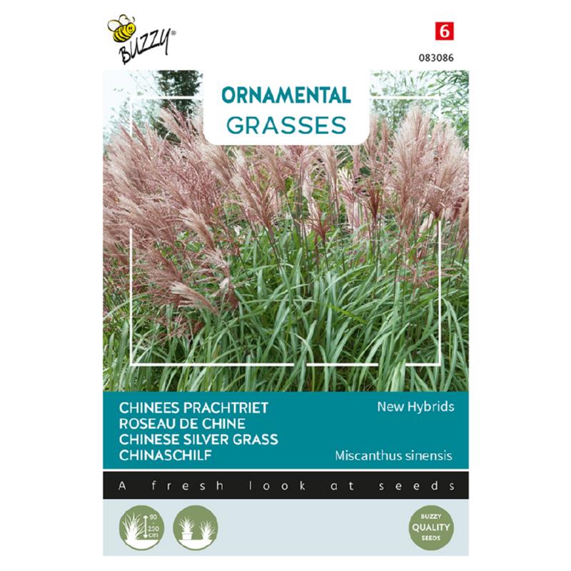 Buzzy® Ornamental Grasses, Chinese Silver Grass 'New Hybrids