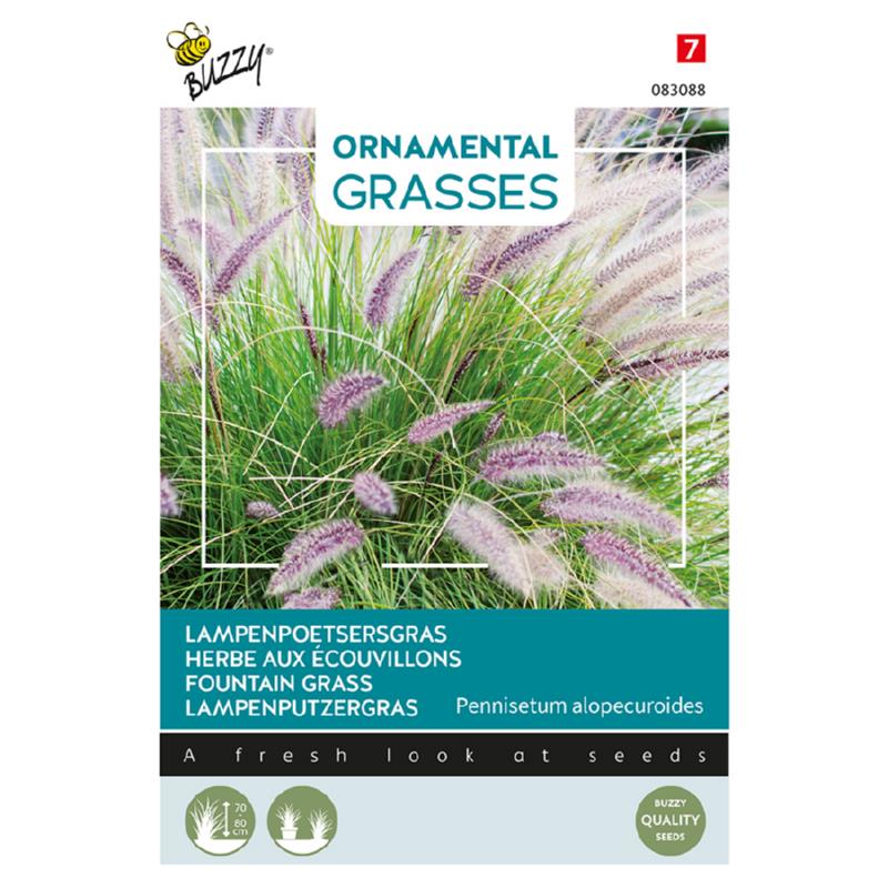 Buzzy® Ornamental Grasses, Fountain Grass
