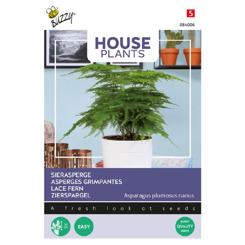 Buzzy® House Plants Asparagus, Lace Fern