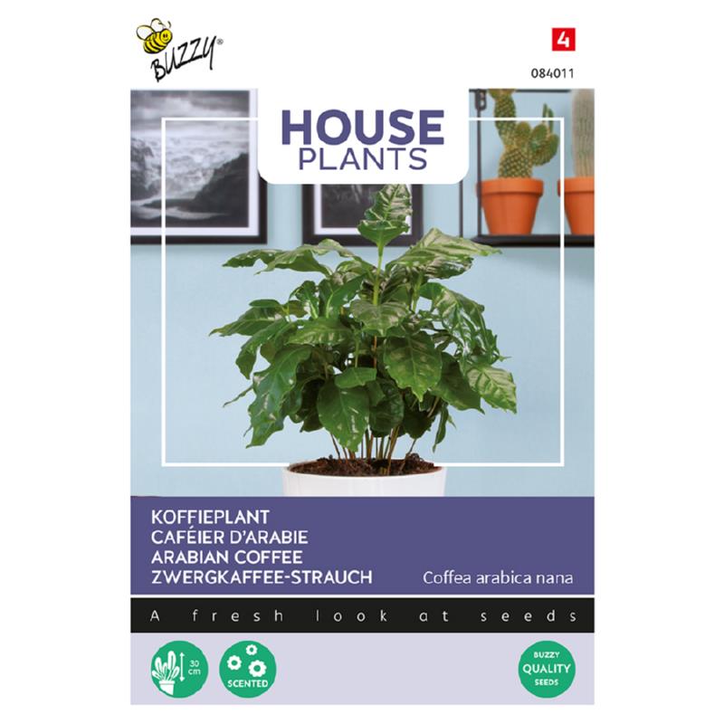 Buzzy® House Plants Coffea Arabica, Arabian coffee