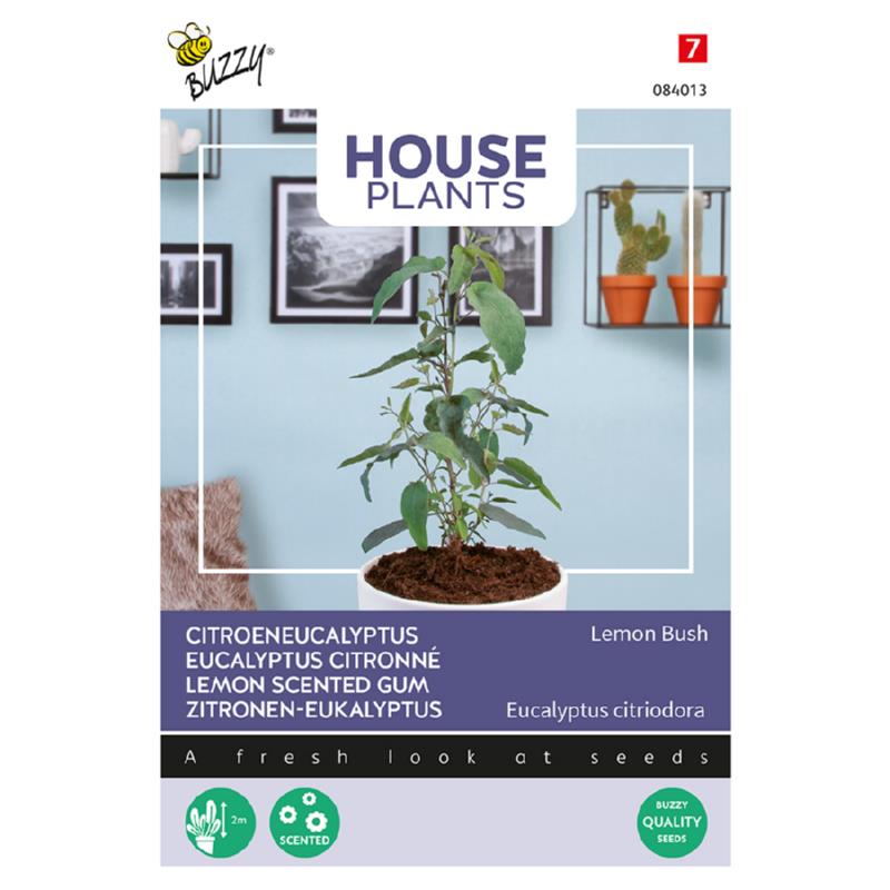Buzzy® House Plants Eucalypthus, Lemon Bush-10 zdn