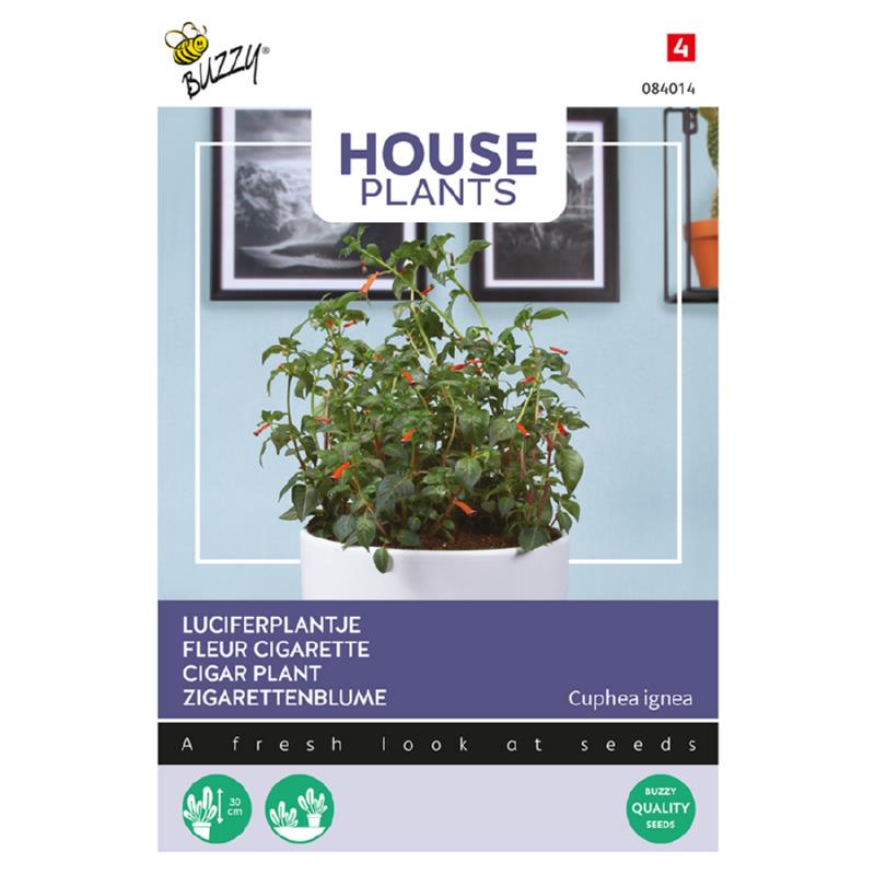 Buzzy® House Plants Cuphea Cigar Plant