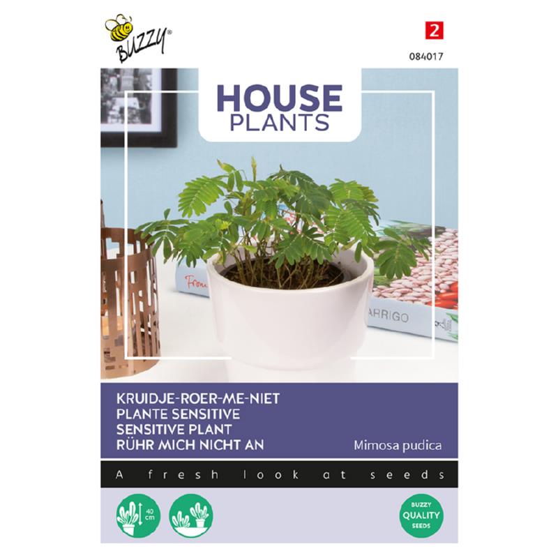 Buzzy® House plants Mimosa pudica Sensitive plant