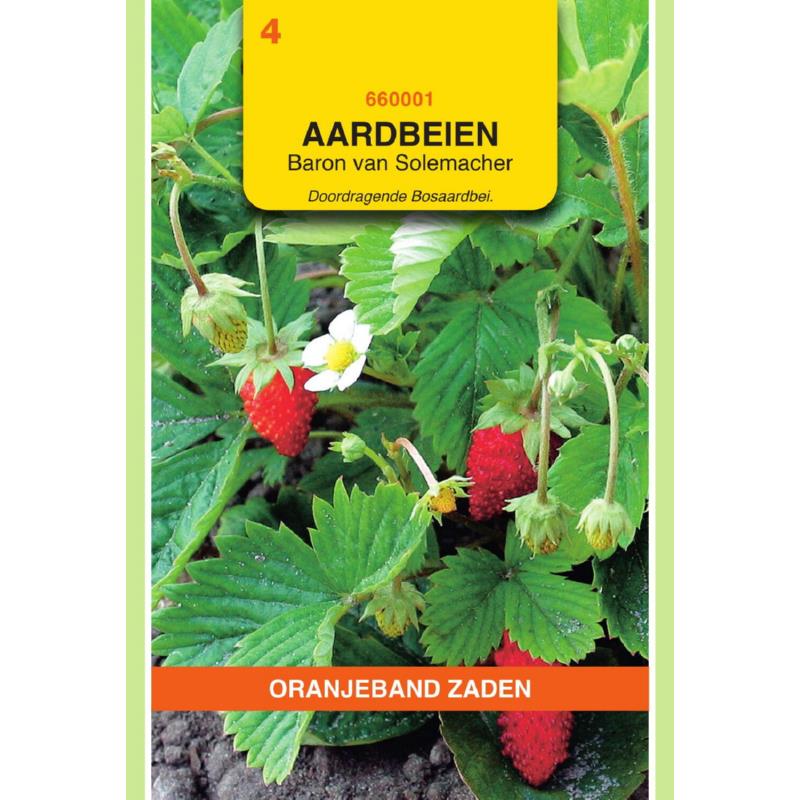 Oranjeband® Alpine Strawberries - Fragaria Vescans