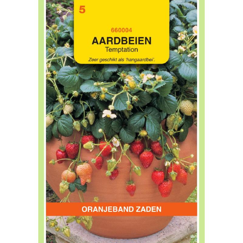 Oranjeband® Hanging Strawberry Temptation