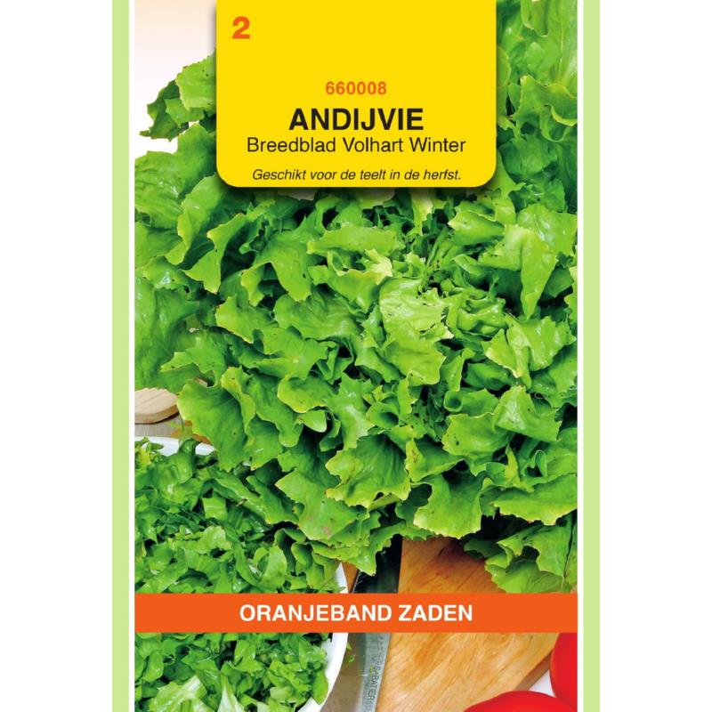 Oranjeband® Endive Avant Garde Winter Brdl.