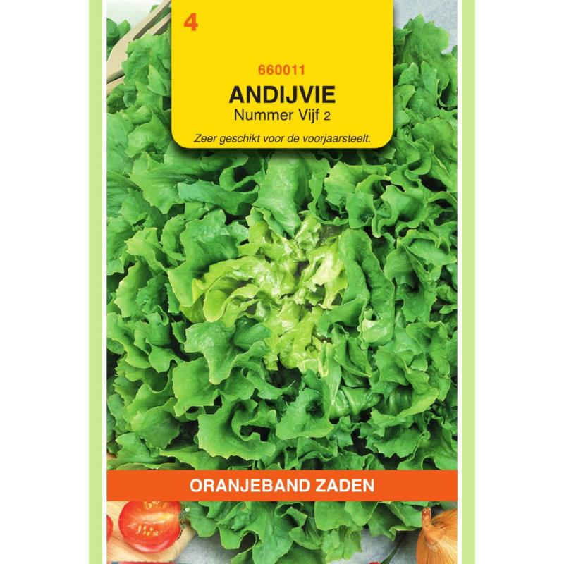 Oranjeband® Endive Batavian No.5 - 2, Broadleaved