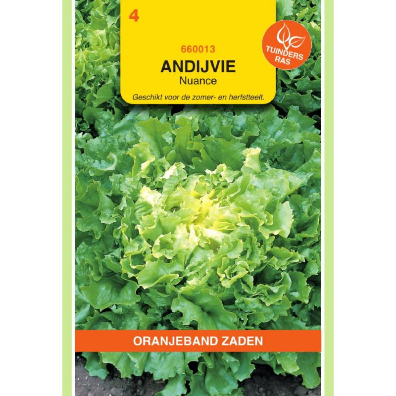 Oranjeband® Endive Nuance, Broadleaved