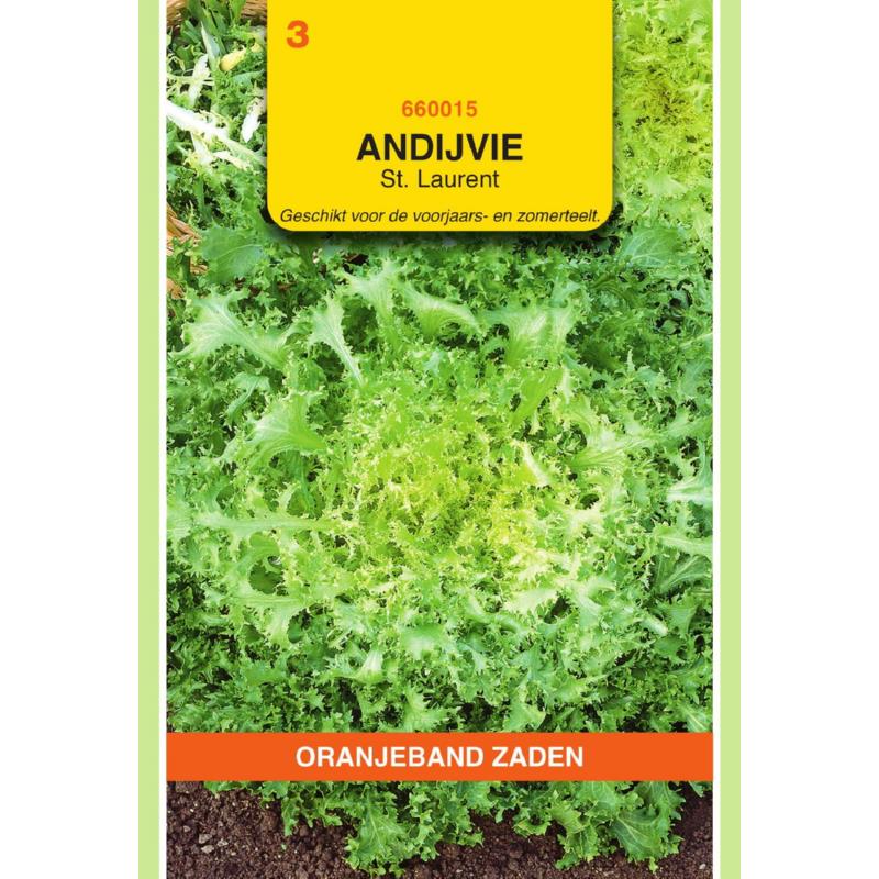 Oranjeband® Endive Moss Curled - St. Laurent