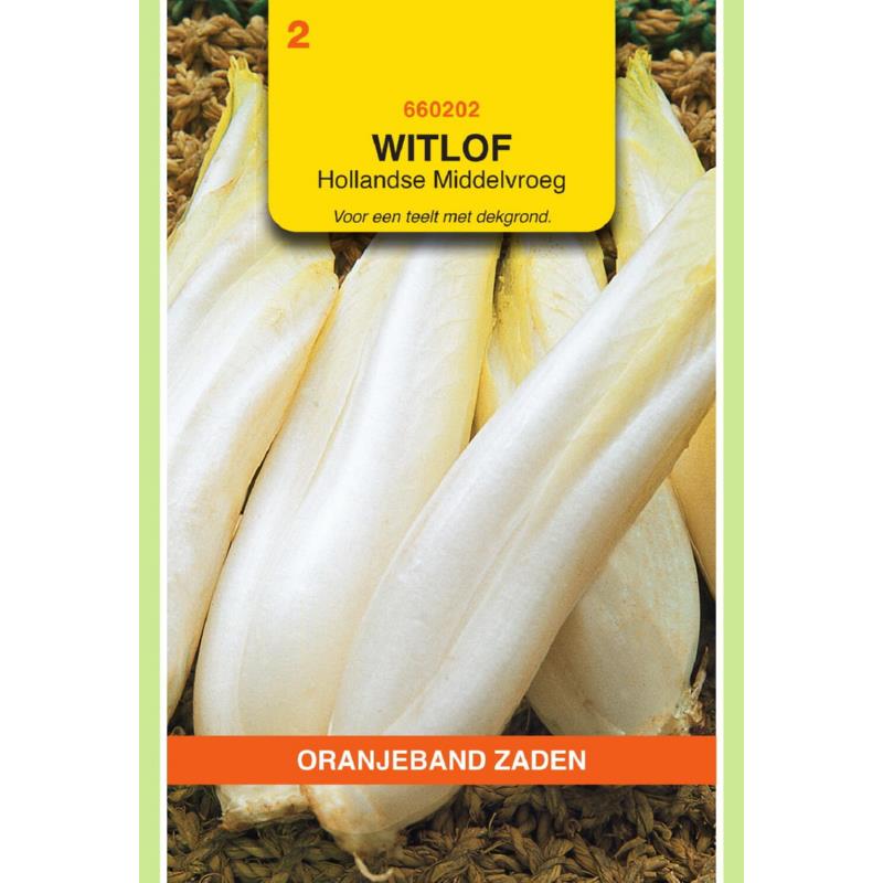 Oranjeband® Chic. Brussels (Witloof) M.Early