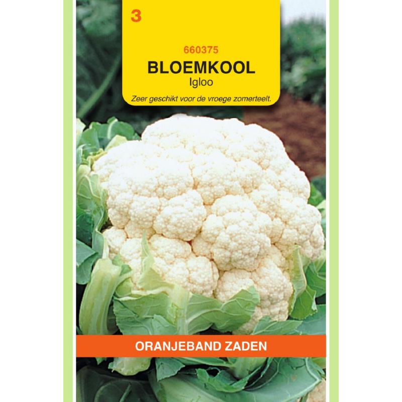 Oranjeband® Cauliflower Igloo