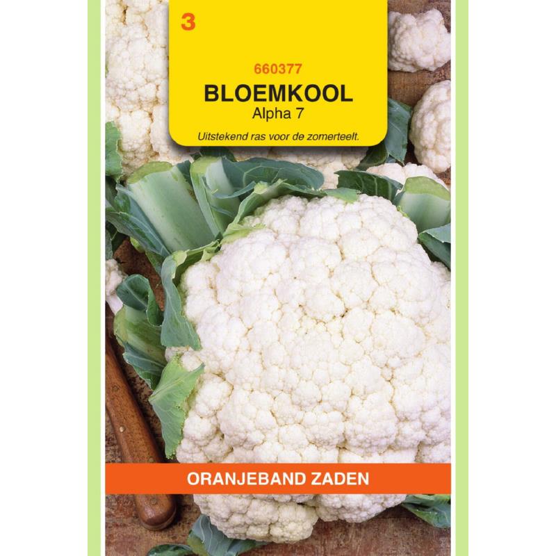 Oranjeband® Cauliflower  Alpha 7