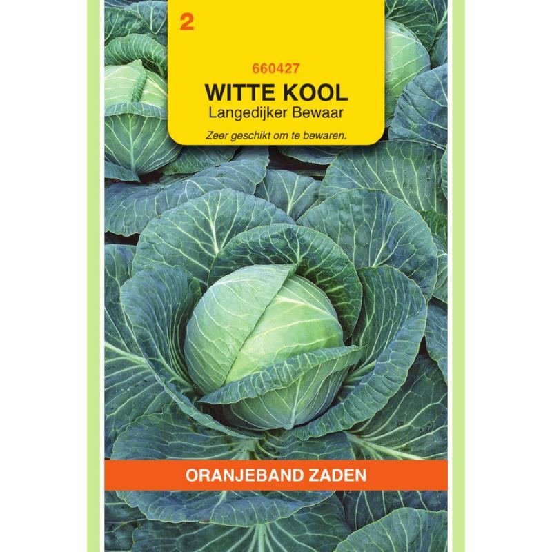 Oranjeband® Cabbage Holland Late Winter - Langedijk 4