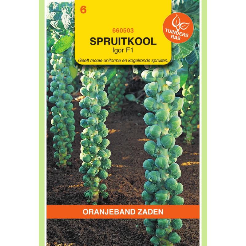 Oranjeband® Brussels Sprout Igor